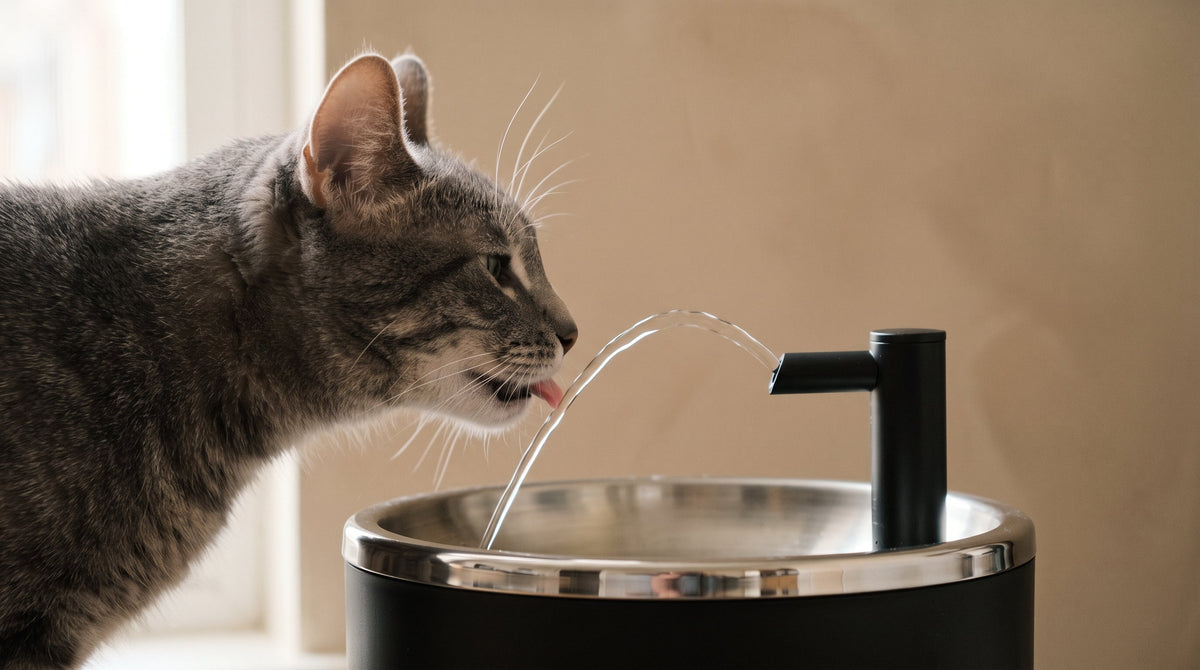 Les moustaches du chat : pourquoi la forme de la gamelle compte