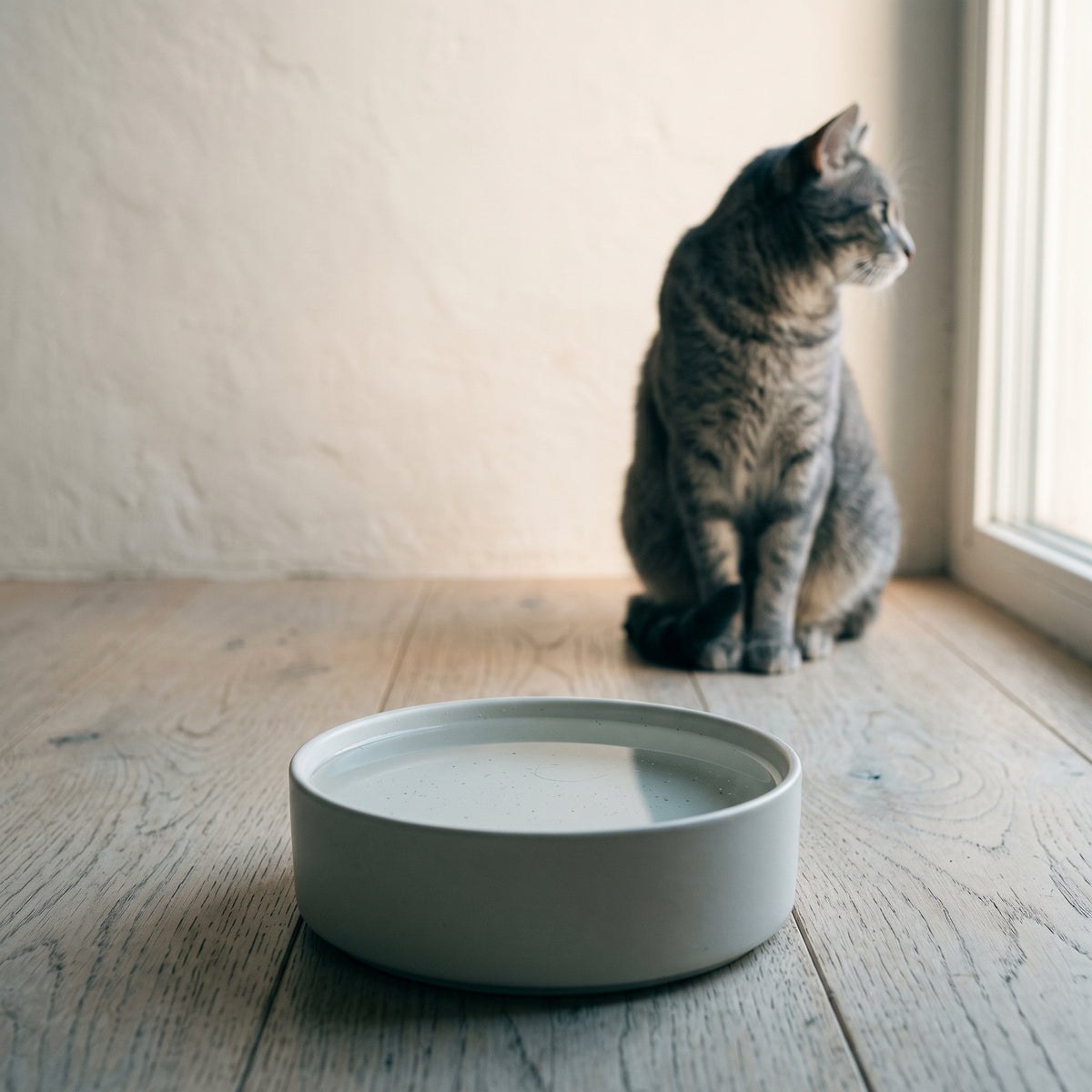 Chat tigré gris assis près d'une fenêtre, détourné d'une gamelle d'eau immobile posée sur un parquet clair